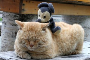 кота пост одобряе...