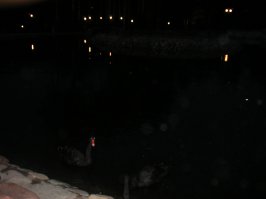 блин, я их пыталась ночью сфоткать.... чето не очень получилось... совсем не очень