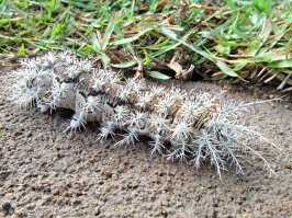 Lonomia obliqua. К слову, гусеница довольно ядовита.