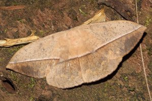 Lonomia obliqua. К слову, гусеница довольно ядовита.