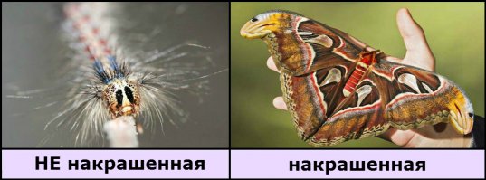 Самые невероятные гусеницы и то, что из них получается в результате