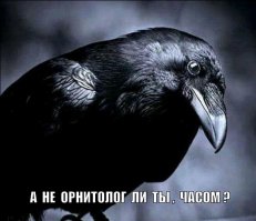 Вороны могут по лицу отличать хороших людей от плохих