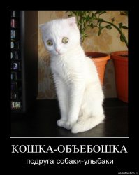 Удивительный котэ