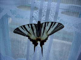 Жаль так и не нашла фотку ,где мотылёк с коленки у ребёнка на ладони сидит ,он на вся ладошку был и окрас как у Saturniidae