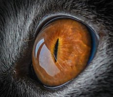 Да, действительно Око Саурона придумали, глядя на котеек.