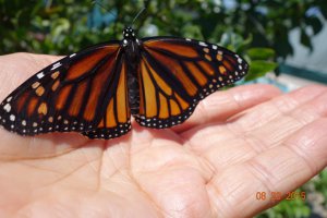 Я сама выращиваю бабочек двух видов: махаон и монарх. На фото гусеница и кокон монарха и взрослая бабочка только что вылупилась сегодня.