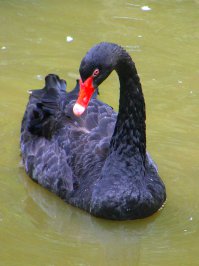 В сказках, легендах и преданиях лебедь олицетворяет мудрость, благородство, волшебство и т.д.:-)