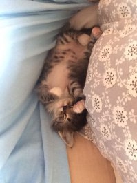 А мы подобрали на улице малеееенький комочек с больными глазками(вышла мужу прямо под колеса). Вылечили - получилась красота. А потом, когда этой красоте исполнилось пол-года решила она полетать с 11 этажа. Задние лапы заново собирали с помощью железок и проволочек. Спасибо доктору Шилину Константину Викторовичу!Случайно к нему попали, но если бы не он не было нашей красавицы Маши.
Лапки конечно уже не очень гнуться и прыгать она высоко не может,но очень ласковая преданная и полная любви кошка у нас теперь живет.
Фотки когда операции делали и раны зализывали показывать не буду, лучше это забыть