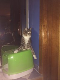 А мы подобрали на улице малеееенький комочек с больными глазками(вышла мужу прямо под колеса). Вылечили - получилась красота. А потом, когда этой красоте исполнилось пол-года решила она полетать с 11 этажа. Задние лапы заново собирали с помощью железок и проволочек. Спасибо доктору Шилину Константину Викторовичу!Случайно к нему попали, но если бы не он не было нашей красавицы Маши.
Лапки конечно уже не очень гнуться и прыгать она высоко не может,но очень ласковая преданная и полная любви кошка у нас теперь живет.
Фотки когда операции делали и раны зализывали показывать не буду, лучше это забыть