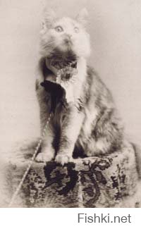 1895, победительница выставки мейн-кун  современный мейн кун)) -