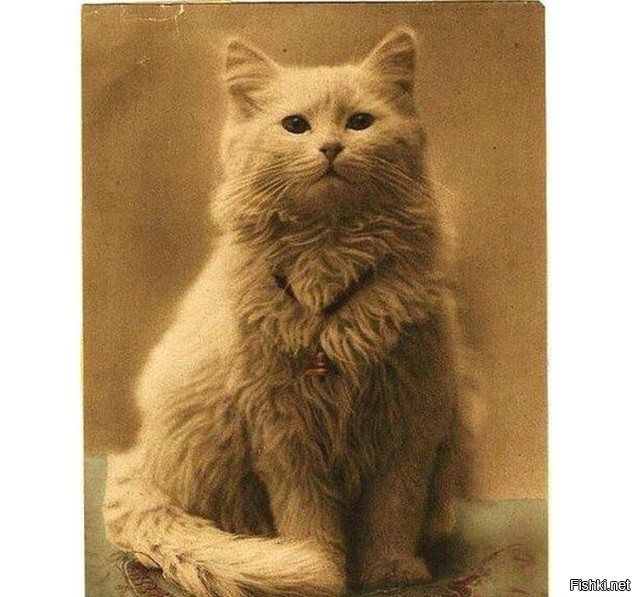 1880 год. Самое первое фото котика