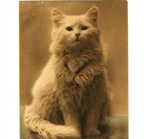 1880 год. Самое первое фото котика