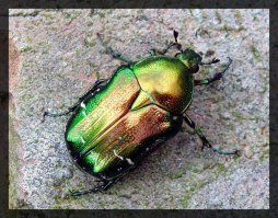 Вот бронзовка золотистая, а этот похоже из навозников...