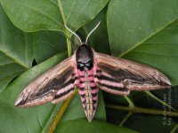 Вот нашла - один в один такой был. Окрас красивый ,я раньше таких не видела на Украине ,последние 10 лет там такие обитать стали + богомолы появились . Родители мои сказали - что раньше эти насекомые там не обитали ( мои с Винницкой области ) - климат поменялся .