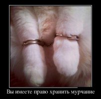 Озабоченный котенок