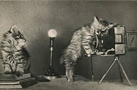 38 фото котов, сделанных до того, как котики стали звёздами Интернета