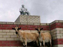 27 фотографий о том, что козы бесстрашные животные