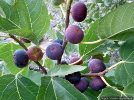 В Сочи с началом сентября инжир созревает