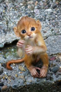 Блин!Котозьяный или как их еще называют Обезькошки наверное самое милое что я видел!