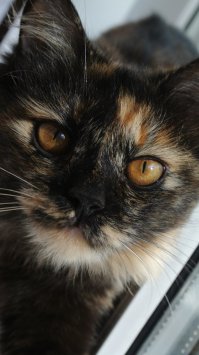 а вот моя подружка с улицы)