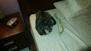 Вот этот хвост на палочке живёт у нас уже более семи лет. Уже весь обслюнявлен и зализан. Это любимая игрушка, даже нет - это друг и ребёнок. Таскает за собой по лестнице (почему-то с диким криком), укладывает спать в кровать или на диван в гостиной. Попробуй тронь - обида! Никакие другие подобные конструкции не признаёт. В оригинале хвост этот продавался как развлекалка для волнистых попугайчиков.