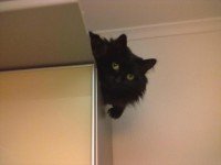 Мы как то с супругой котика дома одного оставили на два дня (на свадьбе были) ,а когда вернулись, он так на меня смотрел, что я потом ещё две недели извинялся при встрече с ним))))))))))