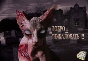 Что делать, если не с кем оставить кота на время отпуска 