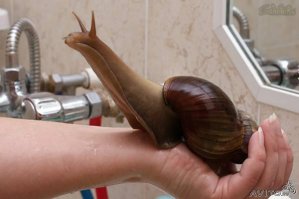 Забавная инструкция по кормлению летучей мыши 