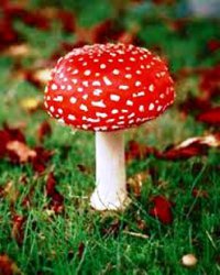 10 фактов о грибах