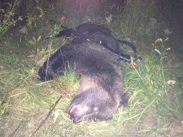 Карабин гораздо надежнее!!!!