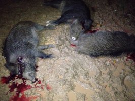 Карабин гораздо надежнее!!!!