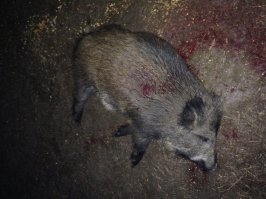 Карабин гораздо надежнее!!!!