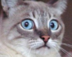 Кот Космос ругается на хозяйку