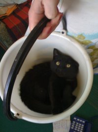 Сейчас дом охраняет.
