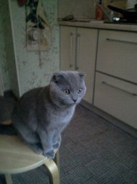 Этот котэ, тоже по имени Космос, тот еще балабол. Видимо это у них в крови.