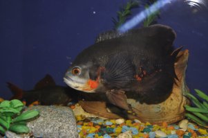 У меня циклида-придурошная, один раз из аквариума выскочила и лежит на полу, жабрами шевелит. Кот подошёл понюхал и так лапой брезгливо помахал... И на кухню упорол - я там карасей с рыбалки привёз. А я переживал - если что случится, как жене сказать. Она с этой циклидой каждый день разговаривает, когда кормит. Привязалась к ней.Вот она, на фото, сейчас только что сделал снимок.