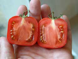 Возможно...эти всё могут.(арбузы,правда,справедливости ради- японские)