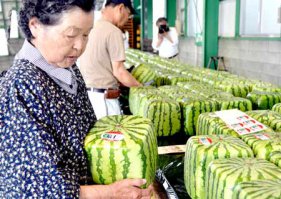Возможно...эти всё могут.(арбузы,правда,справедливости ради- японские)