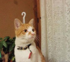 42 фотографии, сделанные в нужный момент