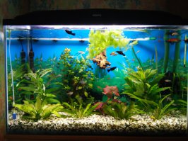 Вот мой маленький бывший аквас