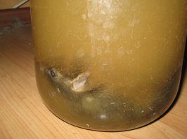 Конечно не столь феерично, но тоже раз пришлось с крысой биться... Заделали в подъезде мусоропровод, отремонтировали внизу помещение.. А крысы пошли по квартирам. Моя - на первом этаже... Сначала придушила пару крысят - они умудрялись залезть в узкий ящик под мойкой, и я когда его выдвигала их прибивала... А потом в гости пришел Он. У меня - двое маленьких детей, ночью встают в туалет. Сначала поставила крысоловку - первую ночь пусть, во вторую услышала щелчок, выхожу на кухню - крыс полуоглушенный валяется на полу. Понимаю, что вот-вот придет в себя. В углу стояла банка 3литровая наполовину с водой, осталась из-под букета с цветами. Хватаю прихватку варежку, крысу за хвост и в банку, сверху прикрываю старой разделочной доской (не успела выкинуть). Благо инструмент на кухне лежит, достала сроительный венчик для размешивания цементной смеси, пытаюсь крысюка утопить.. А хрен, эта скотина дыхание до минуты задерживает... Сидела считала.. А учитывая, что венчик спиральный -крыс еще все время по нему выбраться пытался.. Так и топила, прикрывая верх банки этой доской разделочной... Потом - чтобы наверняка - долила банку водой доверху... утром вынесла на помойку.. фотки выкладываю) утром сняла.. на память о битве)