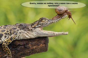 Такой бесстрашной улитки вы еще не видели!