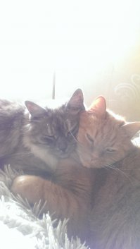Мои коты большие друзья)