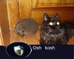 йош -кош )))))))))))))))))  ахзахахах)))