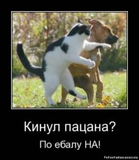 Коты на службе