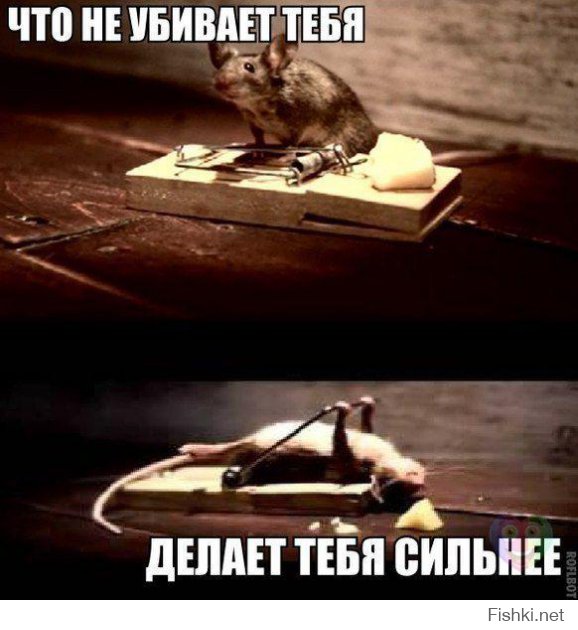 Крыса