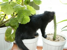 20 животных, которые очень любят отдыхать в горшках для цветов