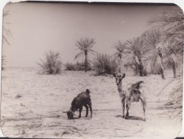 Был я на этом острове 35 лет назад...Сногсшибательно!!!...извините,но цвет только в моей памяти...
