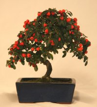 Восхитительно! Особенно впечатлили мини-березка, липа и дубок =) Крохи такие, а выглядят как настоящие! Всегда мечтал о подобном деревце, подумывал над можжевельником, очень красивый - яркий, пушистый, но капризный, зараза. Так что подарила мне жена на день рожденья пираканту, такая красавица, с маленькими милыми "яблочками" =) Десять лет ее кто-то растил, а я загубил за неделю... В отпуск уехали, я ее перед отъездом полил хорошенько + горшок поставил в таз с водой, но было очень жарко зимой (топят просто ппц, даже с перекрытыми батареями жара) и по приезду я обнаружил сухие посудины и корявый кустик в кучке засохших листьев =( Еще месяца два я тщетно пытался выходить несчастное деревце, но ничего не вышло, к сожалению. Вот такое печальное знакомство с бонсаем у меня вышло, новый теперь боюсь покупать, жалко деревца =) Вот такая она была, примерно: