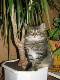 20 животных, которые очень любят отдыхать в горшках для цветов